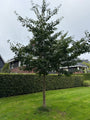 Japanischer Nussbaum - Ginkgo biloba