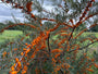 Sanddorn - Hippophae rhamnoides