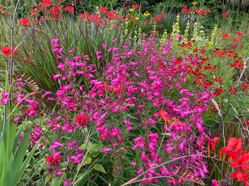 Schlangenkopf - Penstemon 'Schoenholzeri'