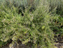 Kleiner Felsenthymian - Clinopodium calamintha 'White Cloud'
