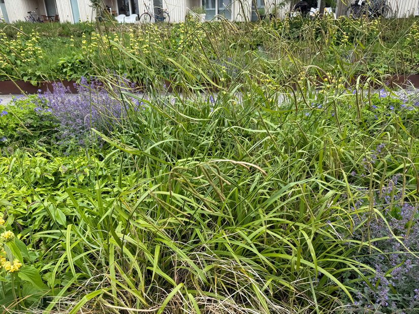 Hängende Segge - Carex pendula