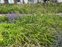Hängende Segge - Carex pendula