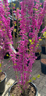 Chinesischer Judasbaum (Grün) - Cercis Chinensis 'Avondale'