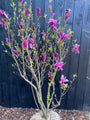 Mehrstämmiger Biberbaum (rosa) - Magnolia 'Susan' Strauchform