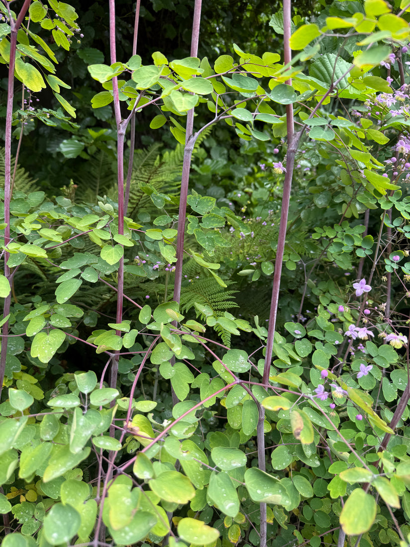 Chinesischer Diamant - Thalictrum delavayi
