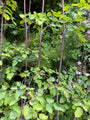 Chinesischer Diamant - Thalictrum delavayi