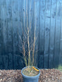 Birke - Betula Utilis 'Doorenbos'