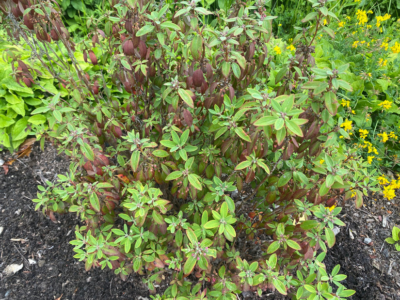 Schmalblättriger Löffelbaum - Kalmia angustifolia