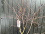 Fächerahorn - Acer Red Emperor