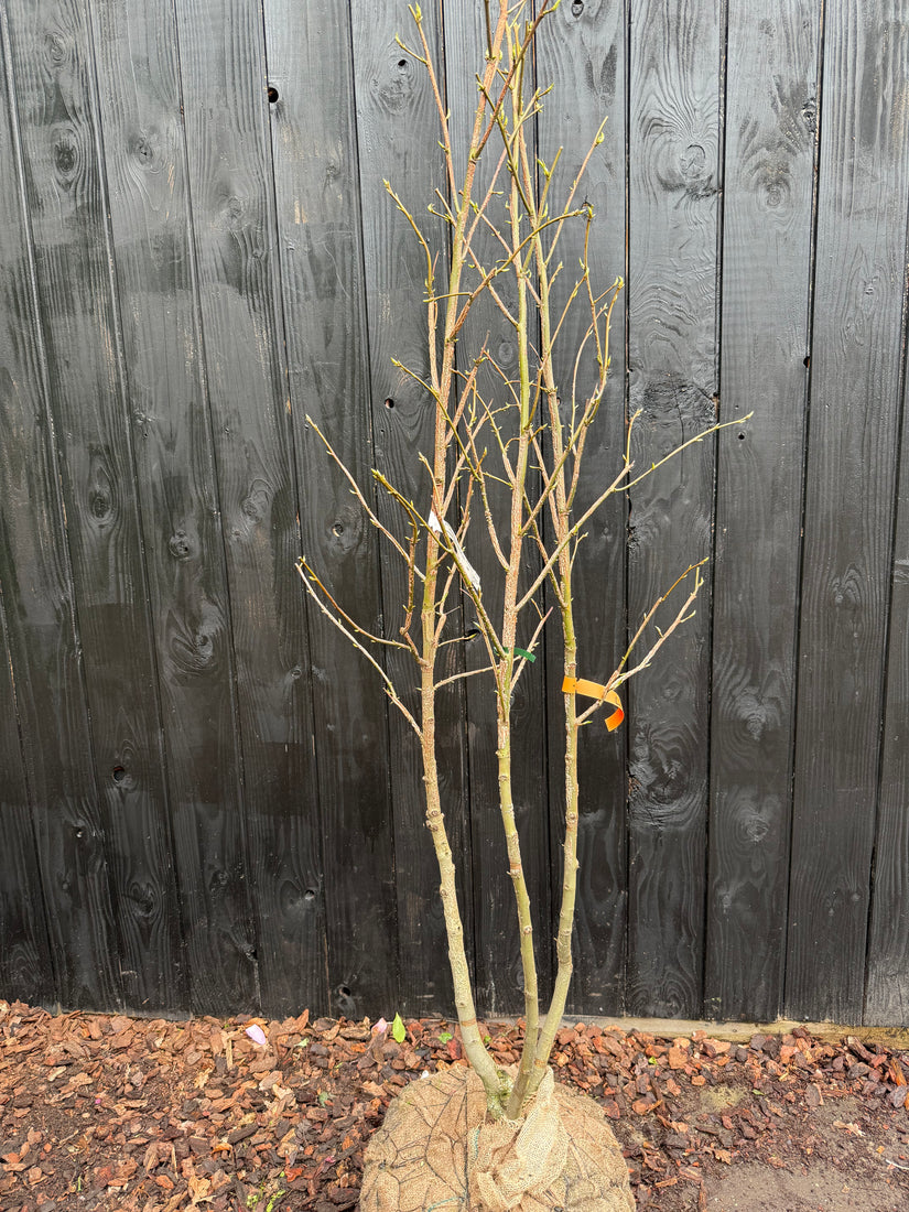 Mehrstämmiger Amberbaum - Liquidambar styraciflua