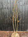 Mehrstämmiger Amberbaum - Liquidambar styraciflua