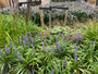 Liliengras - Liriope muscari 'Ingwersen'