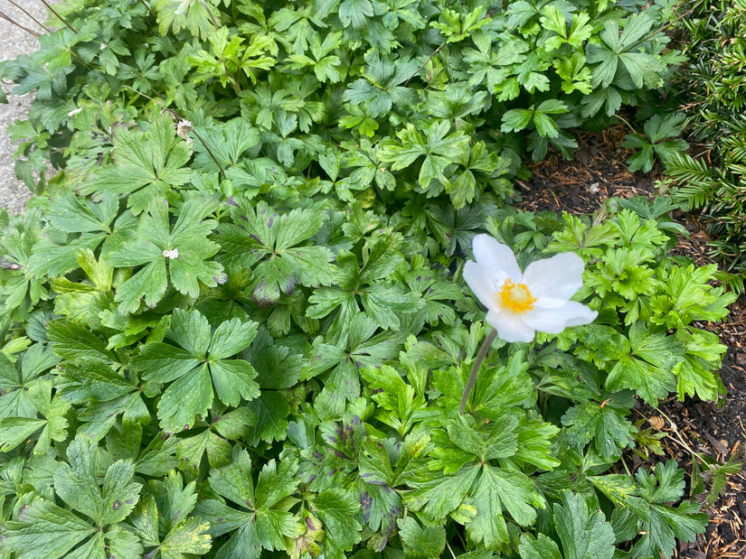 Weiße Anemone - Anemone sylvestris