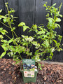 Bio-Blaubeerstrauch - Vaccinium corymbosum 'Blue Dessert' Bio