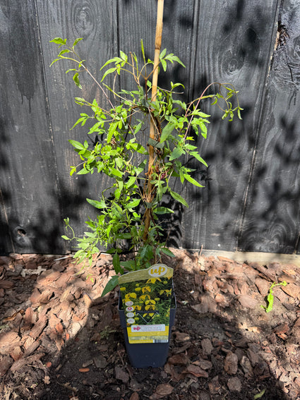Waldrebe - Clematis Tangutica