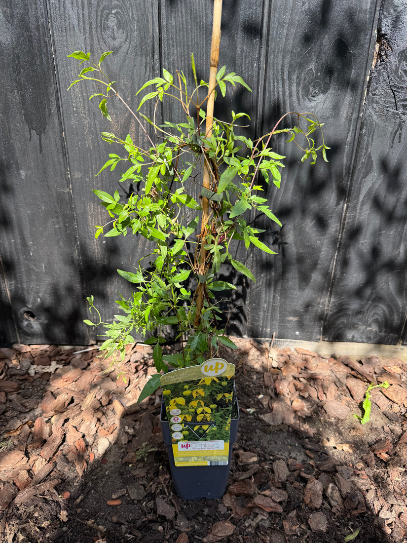 Waldrebe - Clematis Tangutica