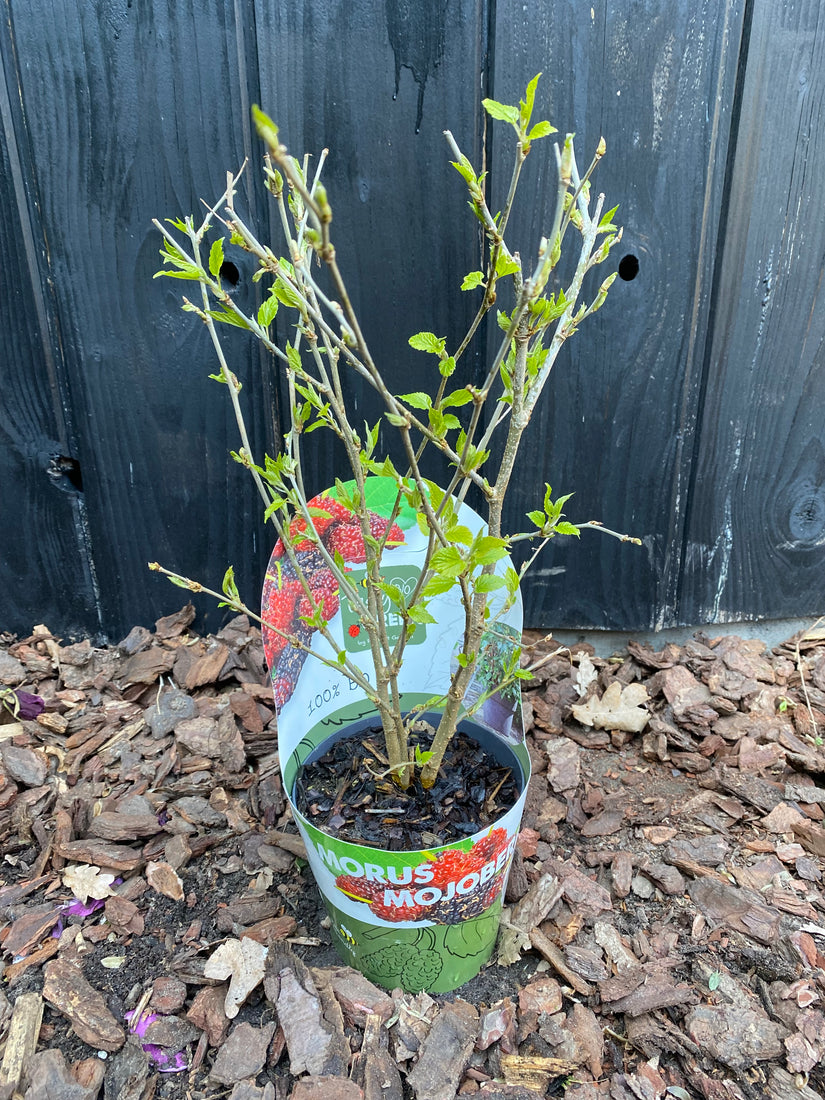 Bio-Maulbeerbaum - Morus Mulle 'Mojoberry'