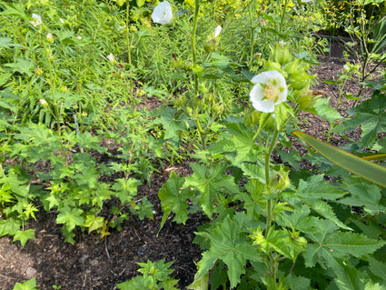 Kitaibela - Kitaibela vitifolia