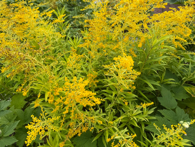 Echte Goldrute - Solidago virgaurea