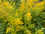 Echte Goldrute - Solidago virgaurea