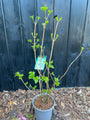 Gelderrose - Viburnum Opulus