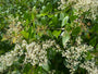 Chinesischer Liguster - Ligustrum lucidum