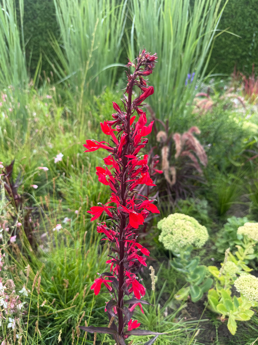 Lobelie - Lobelia fulgens 'Queen Victoria'