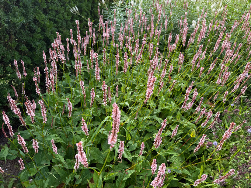 Viperwurzel/Knöterich (Rosa, Höhe 60–80 cm) – Persicaria bistorta