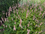Viperwurzel/Knöterich (Rosa, Höhe 60–80 cm) – Persicaria bistorta