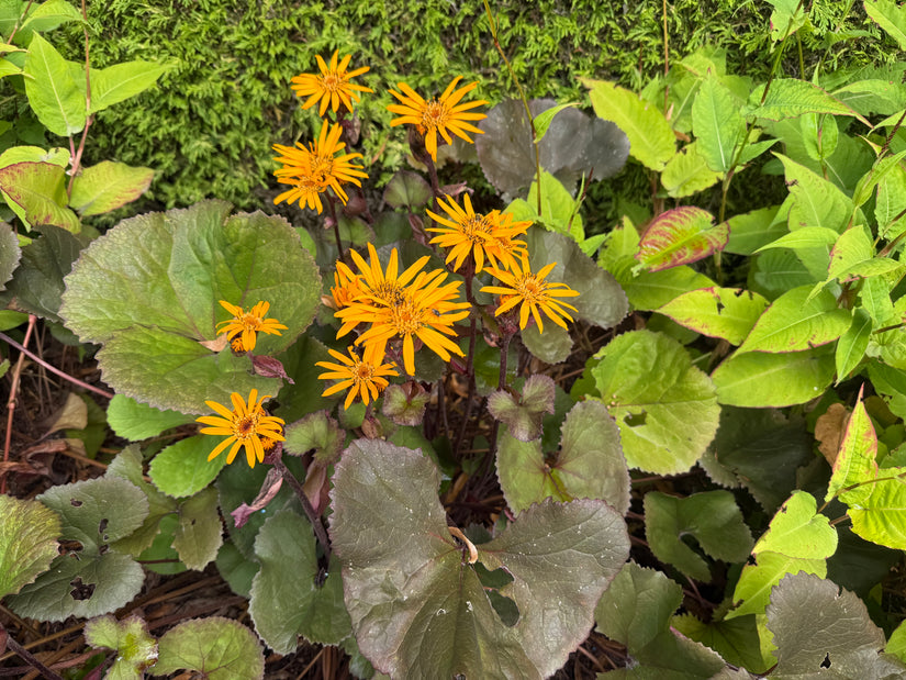 Greiskraut - Ligularia dentata