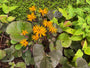 Greiskraut - Ligularia dentata
