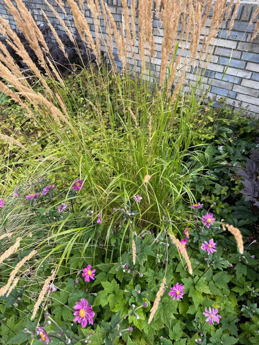 Bio-Reitgras - Calamagrostis x acutiflora 'Karl Foerster'
