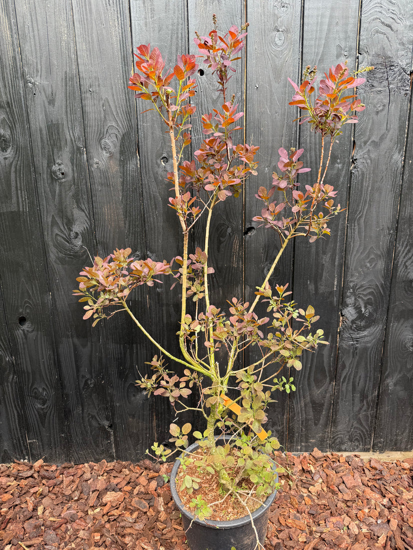 Roter Perückenbaum - Cotinus coggygria 'Royal Purple'
