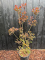 Roter Perückenbaum - Cotinus coggygria 'Royal Purple'