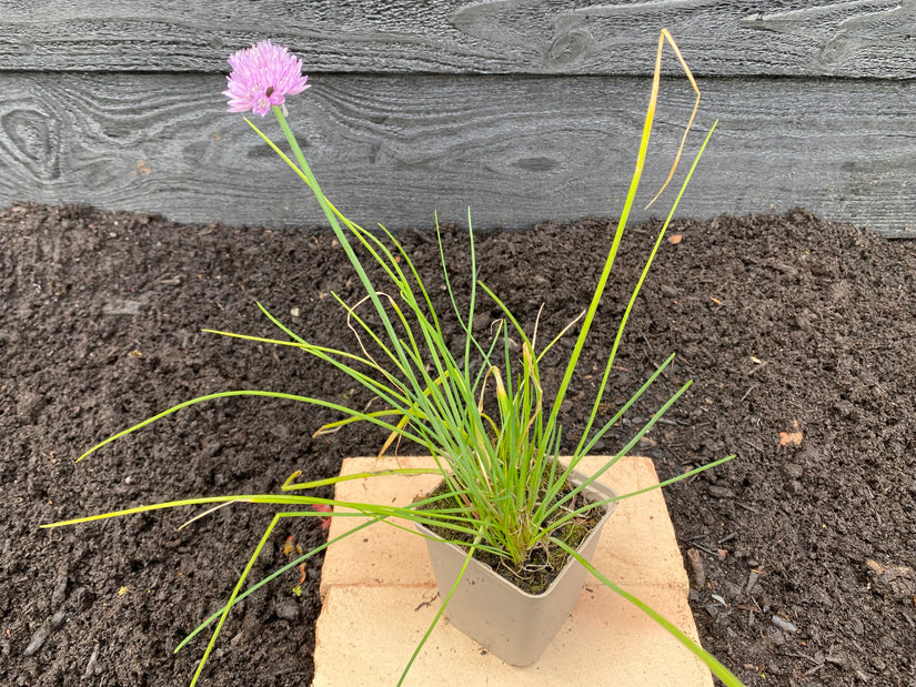 Bieslook Allium in P9 pot