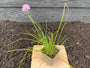 Bieslook Allium in P9 pot