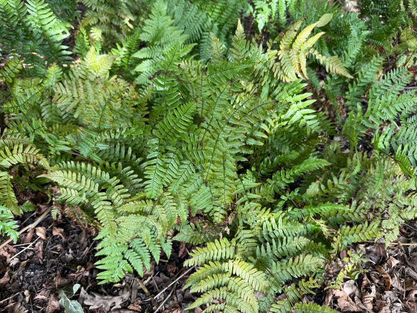 Herbstfarn (immergrün) - Dryopteris erythrosora
