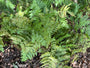 Herbstfarn (immergrün) - Dryopteris erythrosora