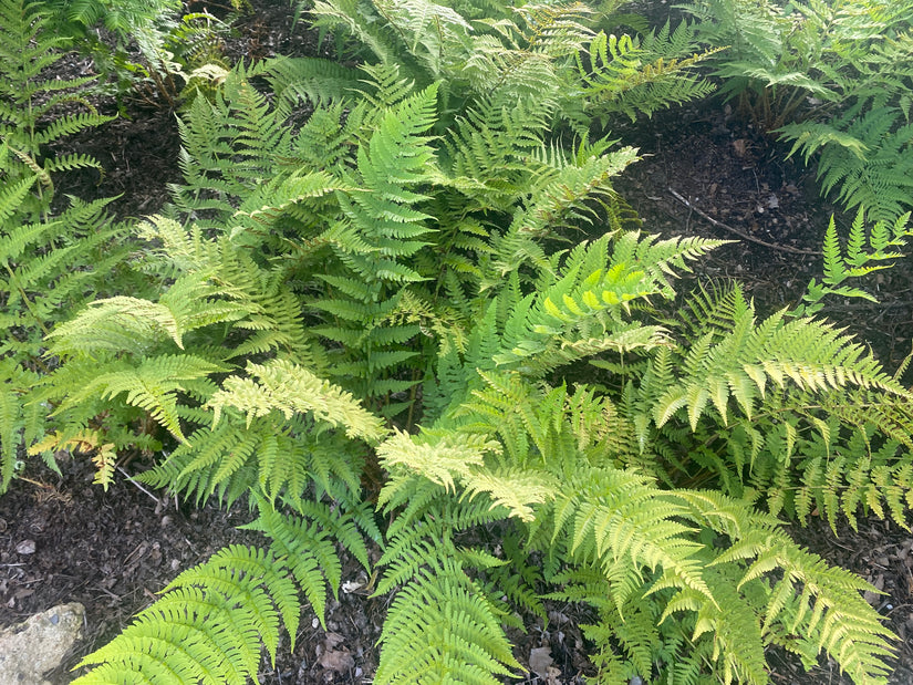 Nierenfarn - Dryopteris marginalis