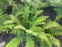 Nierenfarn - Dryopteris marginalis