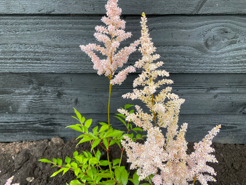 Plume Spirea - Astilbe 'Pfirsichblüte'