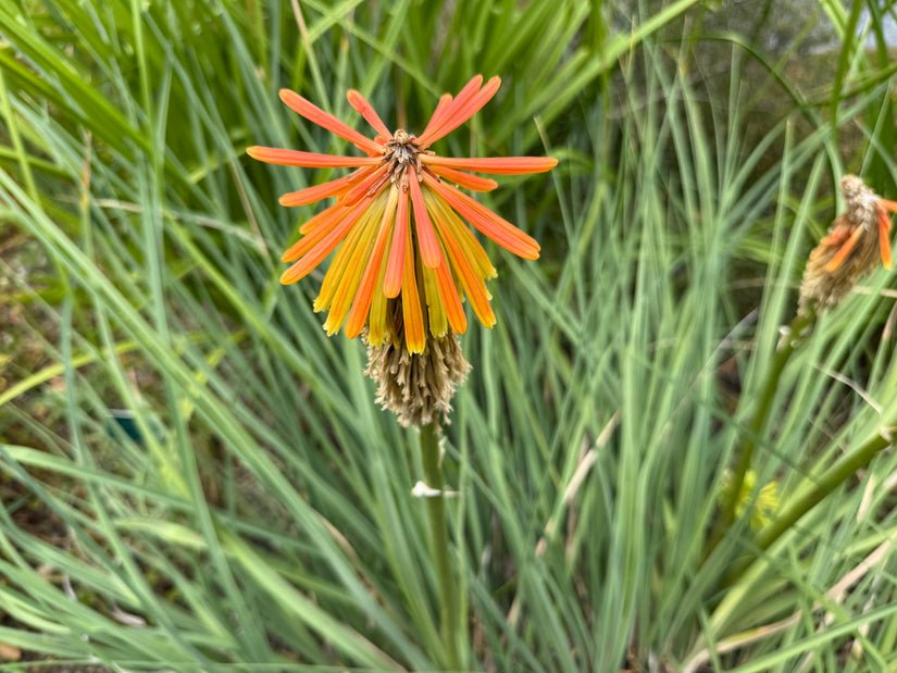 Bio-Feuerpfeil – Kniphofia uvaria