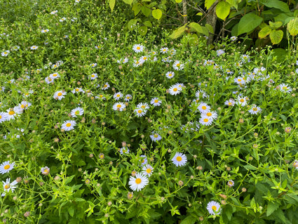 Bio-Sommeraster - Kalimeris incisa 'Alba'