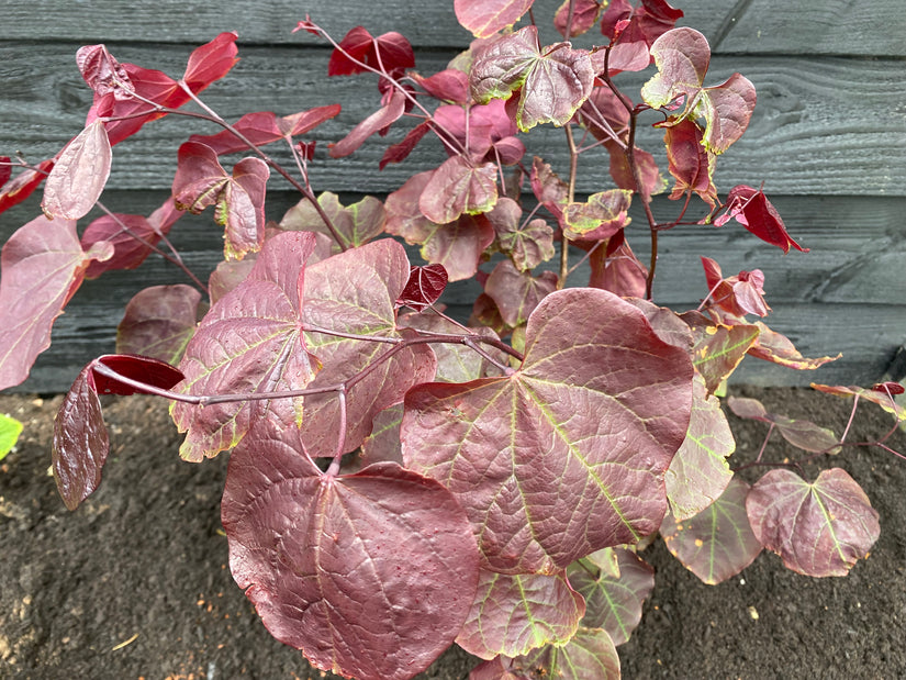 Judasbaum - Cercis canadensis 'Waldstiefmütterchen'