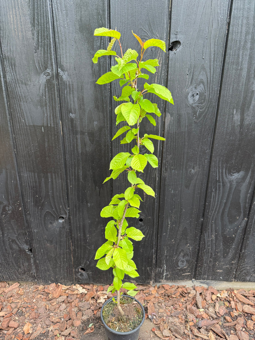 Vogelkirsche - Prunus padus