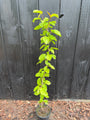 Vogelkirsche - Prunus padus