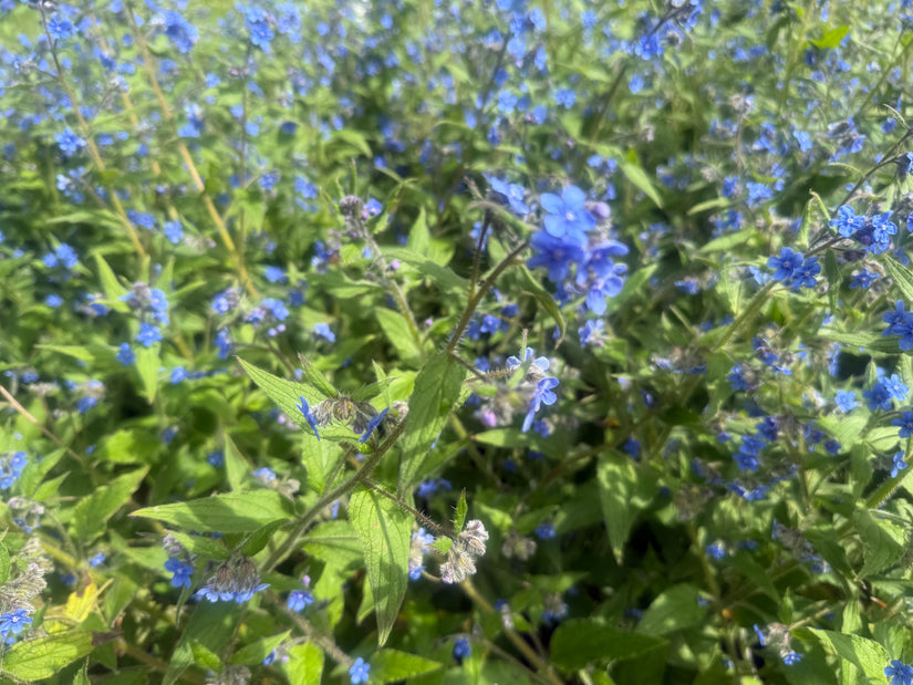 Mehrjährige Ochsenzunge 'Pentaglottis sempervirens'