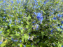 Mehrjährige Ochsenzunge 'Pentaglottis sempervirens'