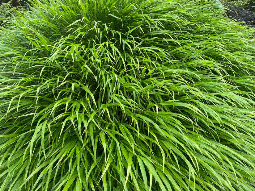 Japanisches Ziergras - Hakonechloa macra