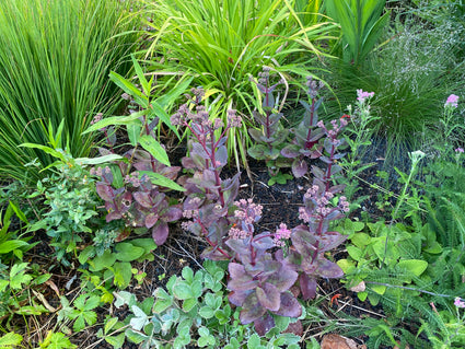 Heaven's Key - Sedum-Verführung 'Cherry Chocolate'